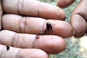 浮钓挂蚯蚓钓鱼技巧有哪些？如何提高浮钓蚯蚓的钓鱼效果？