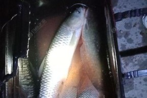 湖南夏季夜钓草鱼的方法与技巧（夏季夜钓草鱼）