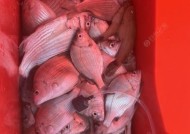 黑鲷浮游矶钓技巧有哪些？如何提高钓获率？