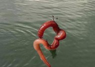 翻板钓浮的正确方法与技巧是什么？如何提高钓鱼效率？