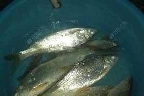 垂钓黄尾鱼的最佳时间是什么时候？有哪些技巧可以提高成功率？