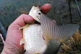 春分过后野钓鲤鱼技巧和方法是什么？如何提高钓鲤鱼的成功率？