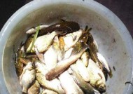 夏夜钓昂刺鱼的技巧（挑战夏夜）
