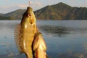 如何掌握钓鱼提竿的瞬间技巧？提竿时机与力度如何把握？