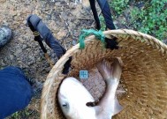 鹤壁泥鳅钓鱼技巧有哪些？如何提高钓获率？