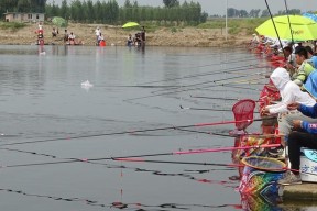 春季黑坑垂钓技巧有哪些？如何提高钓鱼成功率？