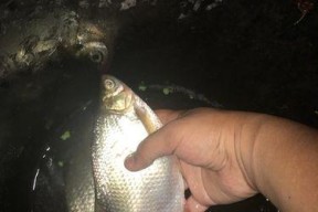夜钓技巧（夜钓必备的高效饵料选择与使用技巧）