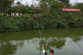 以至尊对决中的钓鱼技巧剖析（钓鱼技巧解密）