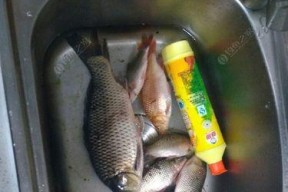 东北野钓技巧教程（掌握钓鱼技巧，享受东北大自然的乐趣）