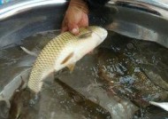 河中钓鱼小技巧教程？如何提高钓获率？