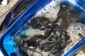 掌握闷竿流水钓鱼技巧（钓鱼高手必备的技巧和心得）