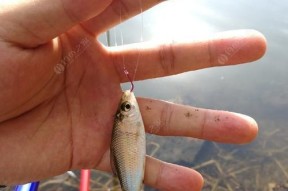 钓鱼开饵的最快方法与技巧（轻松掌握钓鱼技巧，迅速吸引鱼儿上钩）