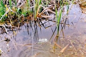 掌握沟渠钓鱼技巧的口诀（实用技巧助您成为出色的沟渠钓手）