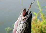 浮草钓黑鱼技巧是什么？如何有效提高钓黑鱼的成功率？