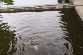 夏季大雨中的钓鱼技巧与方法（利用雨水催发鱼儿食欲）