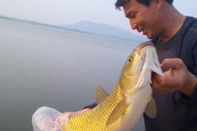 夏天野钓草鱼的技巧与方法（掌握草鱼行为规律）
