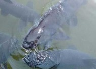 浮水钓青鱼的技巧和方法是什么？如何提高钓获率？