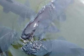 浮水钓青鱼的技巧和方法是什么？如何提高钓获率？