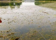 河中钓鱼小技巧简单一点？如何快速掌握高效钓鱼方法？
