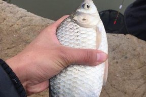 钓鱼压线技巧有哪些？如何正确压线提高钓鱼成功率？
