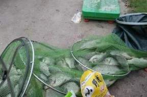 钓鱼开饵加小药技巧法（提高钓鱼成功率的关键方法）