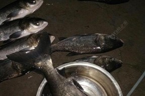 夏夜钓鲢鳙技巧（掌握钓鲢鳙的绝佳技巧）