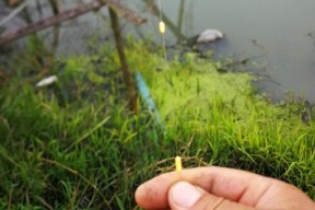 如何掌握钓白鲢的调漂技巧？常见问题有哪些解决方法？