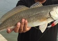 浮游矶钓鲈鱼技巧有哪些？如何提高钓鲈鱼的成功率？