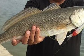浮游矶钓鲈鱼技巧有哪些？如何提高钓鲈鱼的成功率？