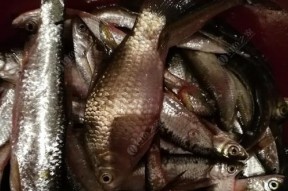 河里夜钓黄骨鱼有什么技巧？如何提高钓获率？