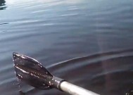 浮漂钓鲶鱼技巧和方法是什么？如何提高钓鲶鱼的成功率？