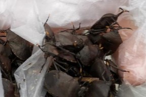 臭屁虫钓鱼技巧和方法有哪些？如何有效提高钓鱼成功率？