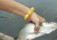 如何提高钓鱼效率？掌握正确的鱼食挂钩技巧是关键！
