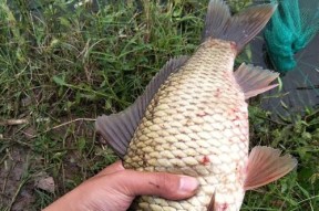 秋天野钓鲫鱼的小技巧（提升你的钓鱼技巧）