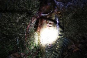 东莞野钓鲤鱼技巧大揭秘！（掌握这些技巧，让你成为野钓鲤鱼高手！）