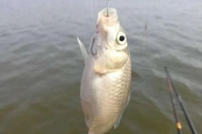 如何搓制最佳钓鱼饵料？搓饵技巧有哪些常见问题？