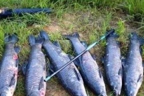 春钓青鱼时饵窝料和钓组如何搭配？有哪些技巧？