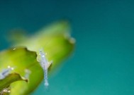 河虾野钓鲈鱼技巧有哪些？如何提高钓鲈鱼的成功率？