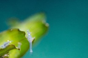 河虾野钓鲈鱼技巧有哪些？如何提高钓鲈鱼的成功率？
