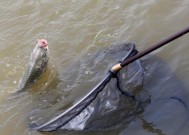 江水钓鱼的技巧与方法（享受垂钓乐趣）