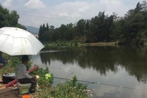 湖北清水河钓鱼技巧（掌握清水河钓鱼的窍门）