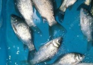 浮游矶钓翘嘴技巧有哪些？如何提高钓翘嘴的成功率？