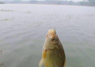 干旱时期水位低如何钓鱼？有哪些有效技巧和方法？