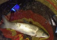 夜钓黑坑鲤鱼的钓位选择技巧（掌握正确的钓位）