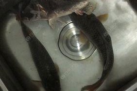 夜钓时如何选择最佳钓鱼塘？有哪些必备的夜钓技巧？