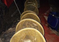 黑坑钓鱼爆护技巧是什么？如何提高黑坑钓鱼的收获？