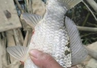 河水鲫鱼垂钓技巧是什么？如何提高垂钓成功率？
