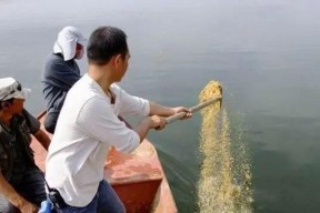 肥水老塘钓鱼技巧和方法有哪些？如何提高钓鱼成功率？