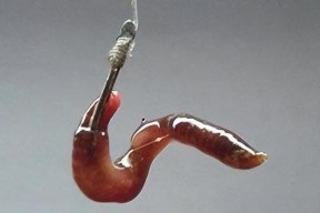 黄泥水钓鱼的技巧与方法（掌握正确的技巧）