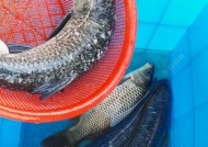 黑坑钓青鱼打浮技巧是什么？如何有效提高上钩率？
